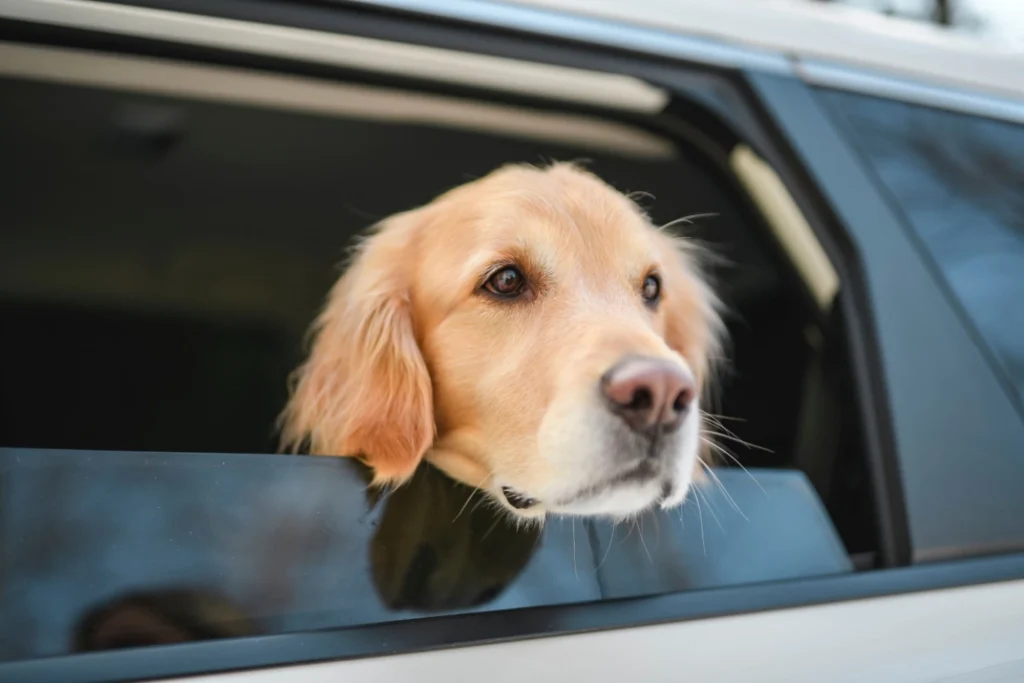 golden retriever si sporge con la testa da sedile posteriore di auto a noleggio a breve termine ferma