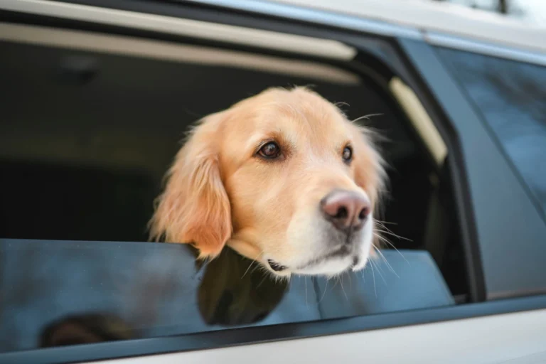 golden retriever si sporge con la testa da sedile posteriore di auto a noleggio a breve termine ferma